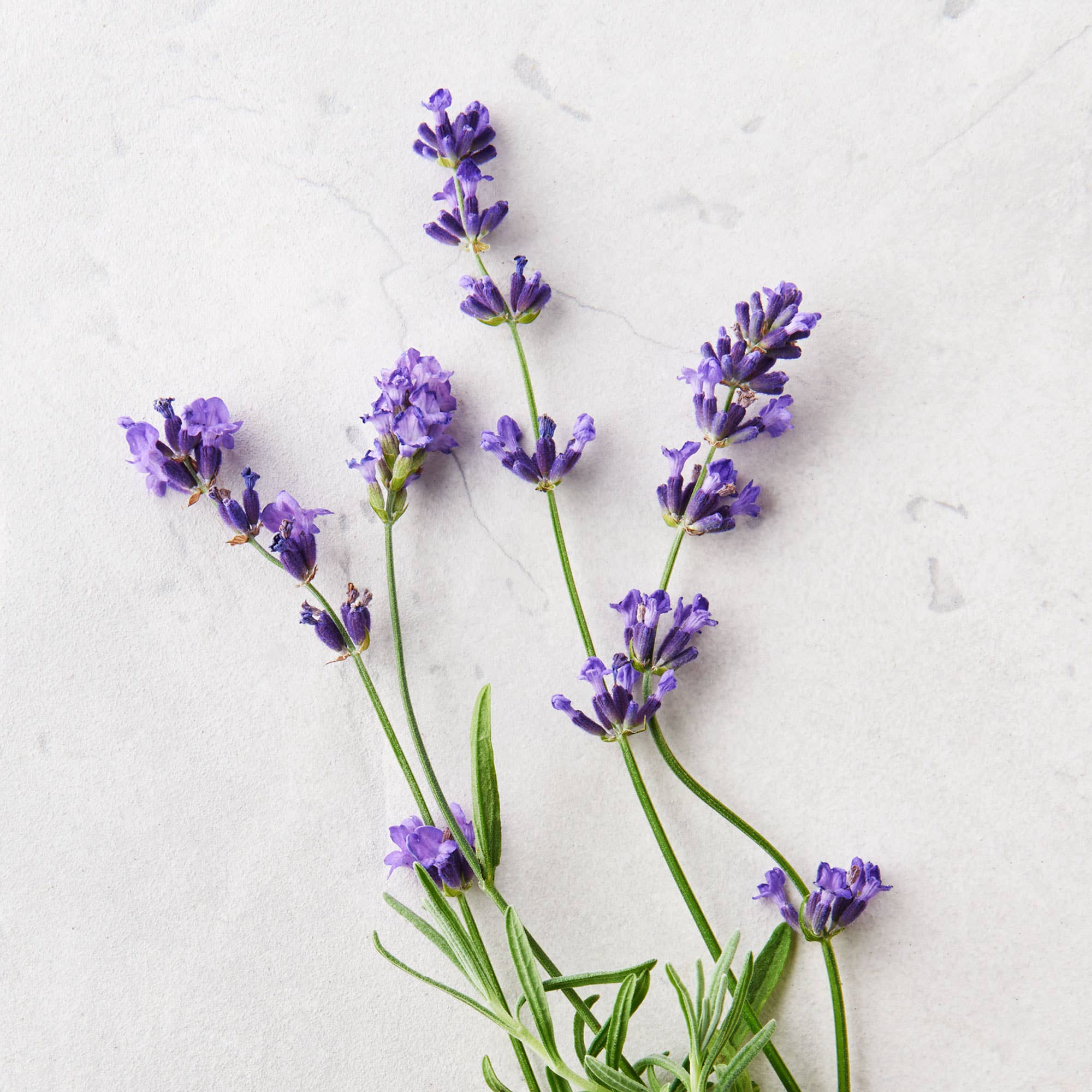 Substance- Herbal Sitz Bath