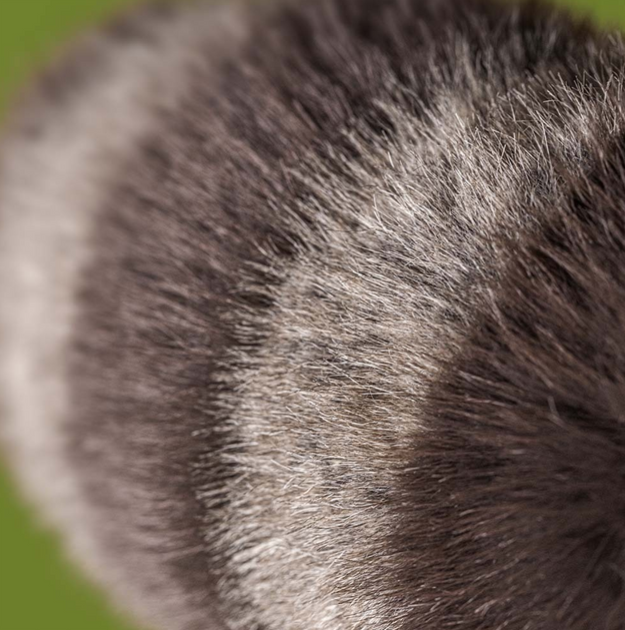 Jellycat - Trixiwoo Raccoon